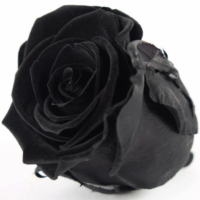Black Rose