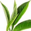 White Tea
