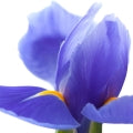 Tuscan Iris