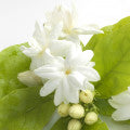 Egyptian Jasmine