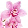 Vanilla Orchid