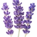 Blue Lavender