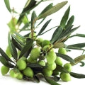 Olive Tree