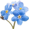 Forget me not