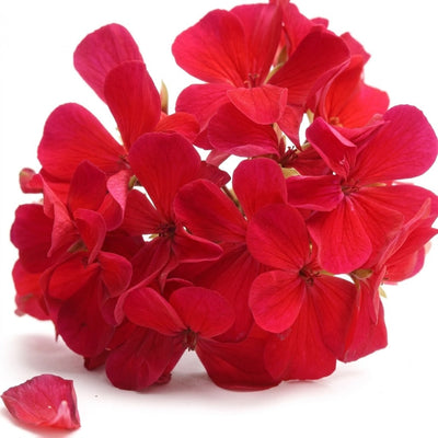Rose Geranium
