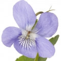 Violet Root
