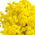 Mimosa