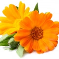 Marigold