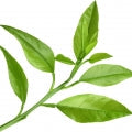 Bergamot Leaf