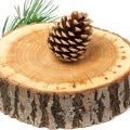 Atlas Cedar
