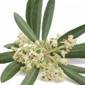 Olive Blossom