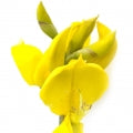 Broom