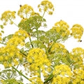 Galbanum Leaf