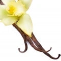 Vanilla Bean