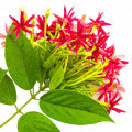 Rangoon Creeper