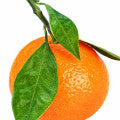 Indian Mandarin